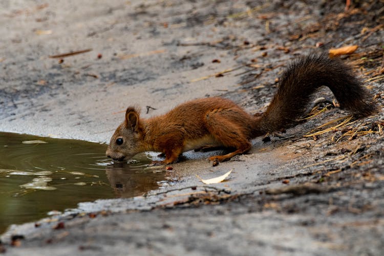 A Squirrel Drinking Water From A Pond