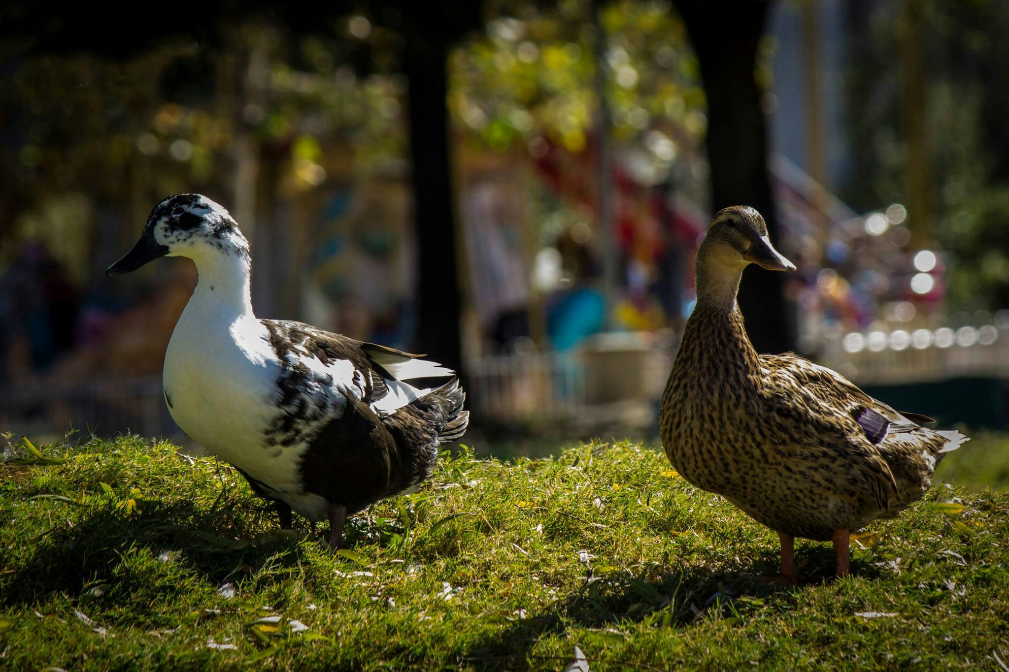 Free stock photo of animal park, city park, ducks