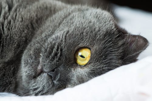 無料 黒猫のクローズアップ写真 写真素材