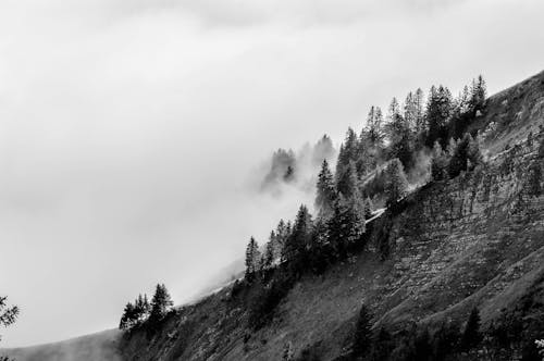 Grayscale Photo of Trees on Mountain