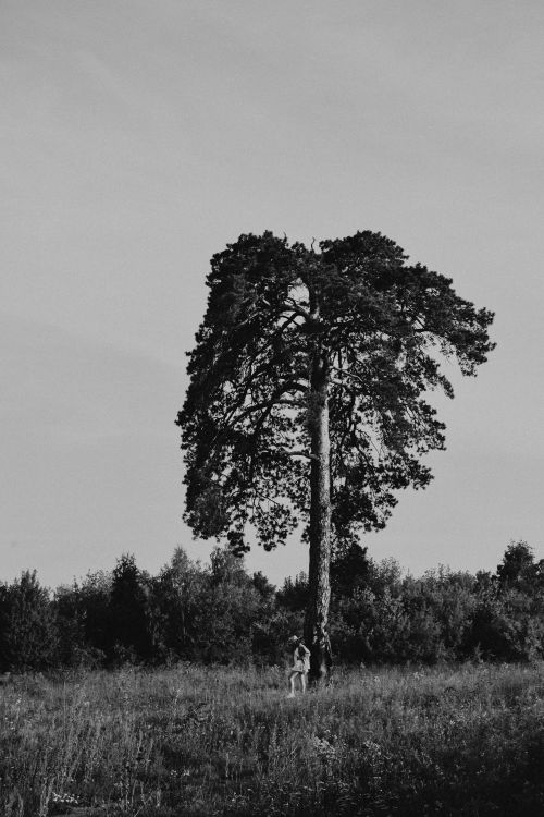 Free Serene black and white photo of a lone tree in a meadow, Tyumen, Russia. Stock Photo