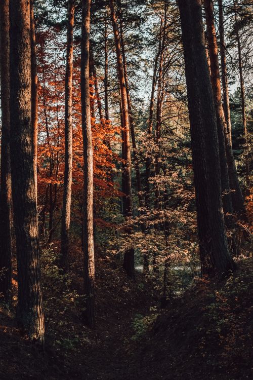Free Vertical view of serene autumn forest with vibrant foliage in Tyumen, Russia. Stock Photo