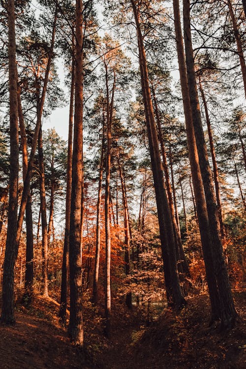 Free Tall Trees in the Woods Stock Photo