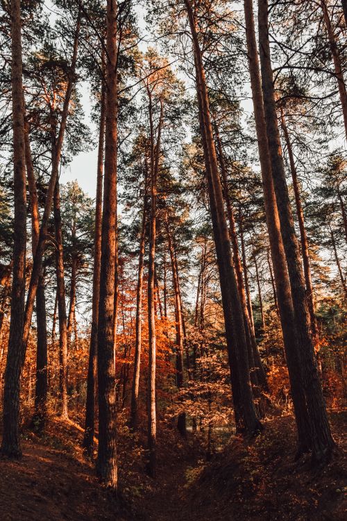 Free Autumn forest with tall pine trees and colorful foliage in Tyumen, Russia. Captures the essence of nature and tranquility. Stock Photo