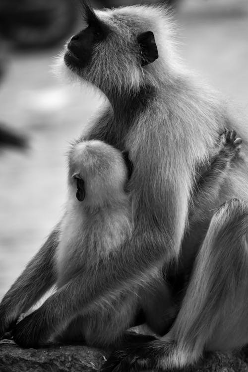 Grayscale Photo of a Monkey Cuddling Baby Monkey
