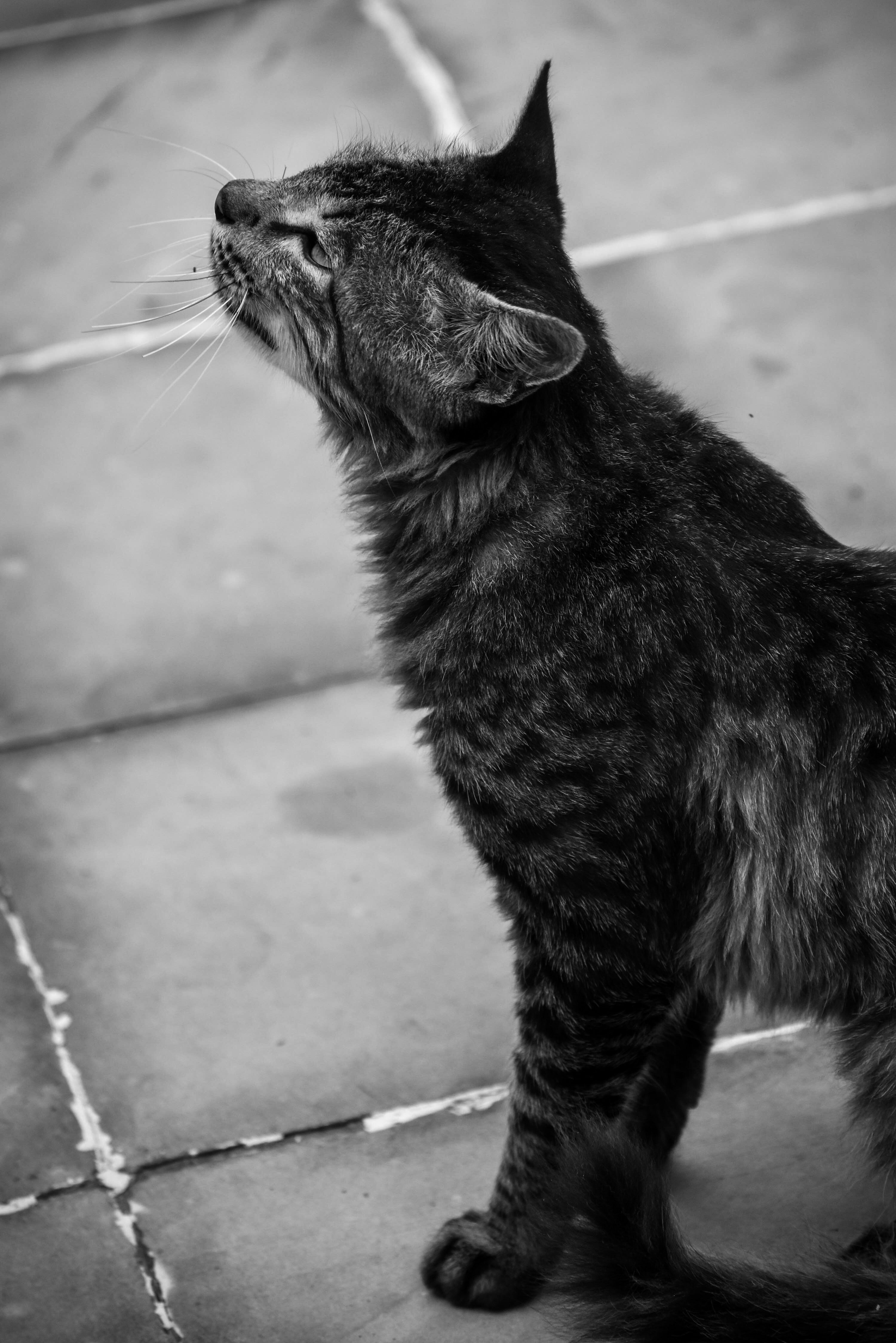 Grayscale Photo of a Tabby Cat · Free Stock Photo