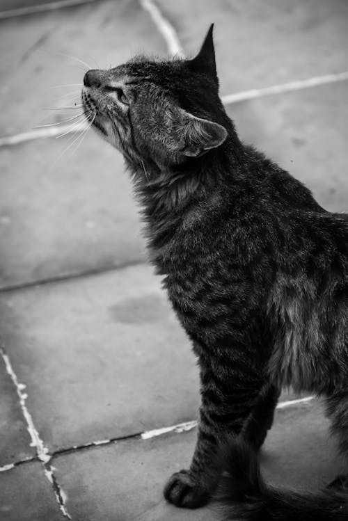 Free Grayscale Photo of a Tabby Cat  Stock Photo
