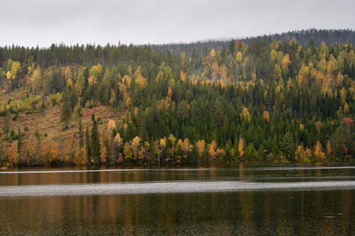 Immagine gratuita di acqua, alberi verdi, boschi