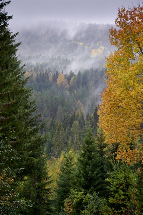 Foto d'estoc gratuïta de arbres de coníferes, boira, boirina