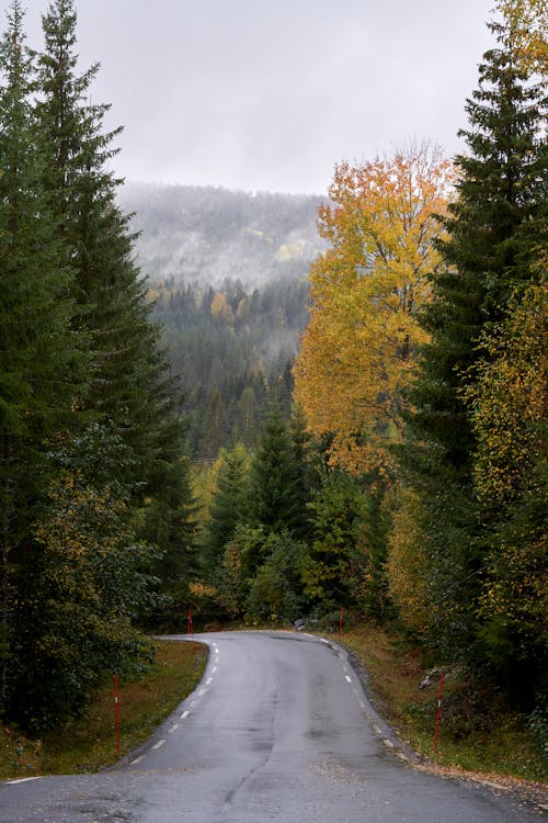 Wet Asphalt Road between Trees