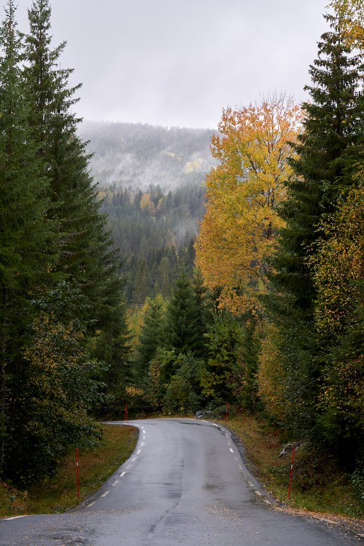 Wet Asphalt Road Between Trees