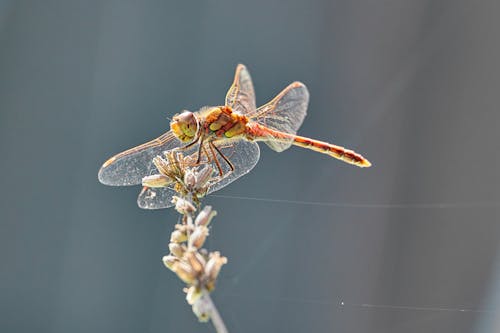 Macro Photography of a Dragonfly 
