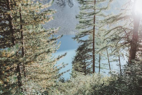 パーク, 川, 常緑樹の無料の写真素材