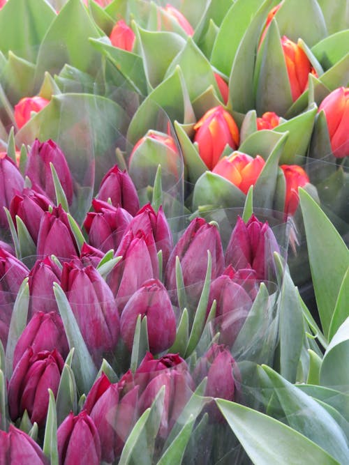 チューリップ, フローラ, 咲くの無料の写真素材