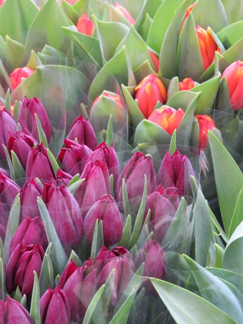 Purple and Orange Tulips