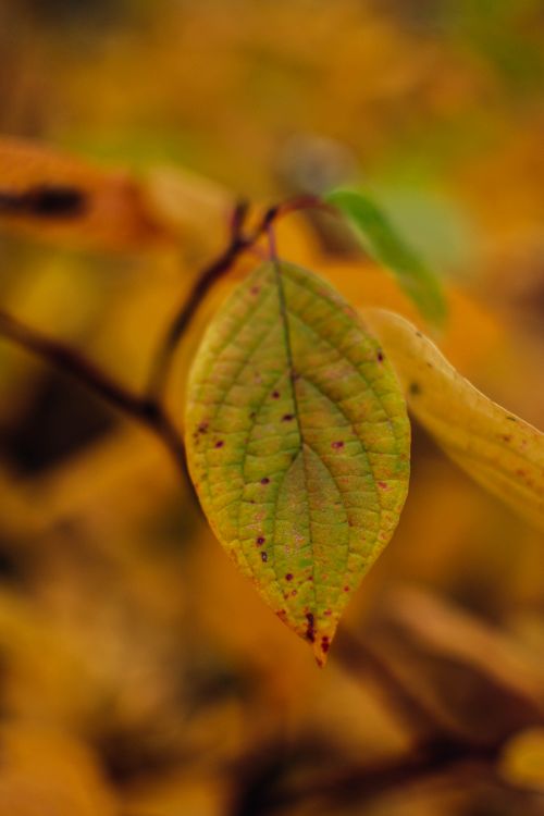 Free Detailed view of a single spotted green leaf with autumn background. Stock Photo