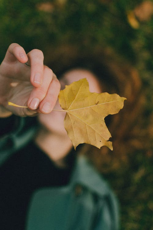 Hand of unrecognizable person holding yellow maple leaf