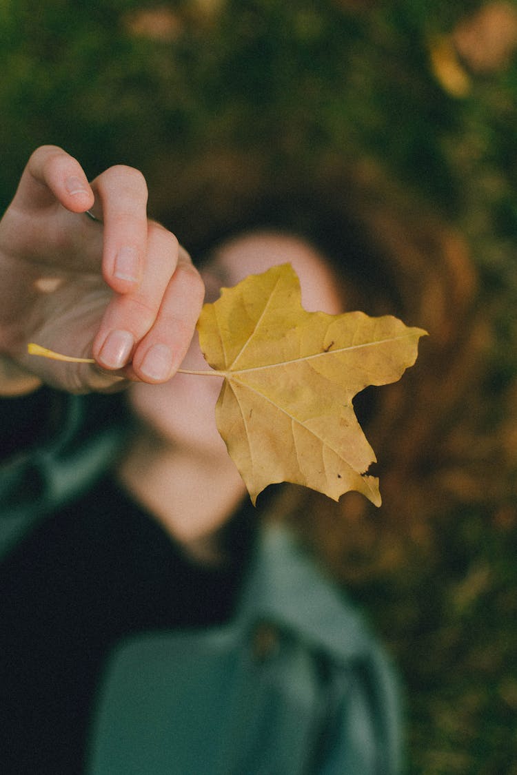 Hand Of Unrecognizable Person Holding Yellow Maple Leaf