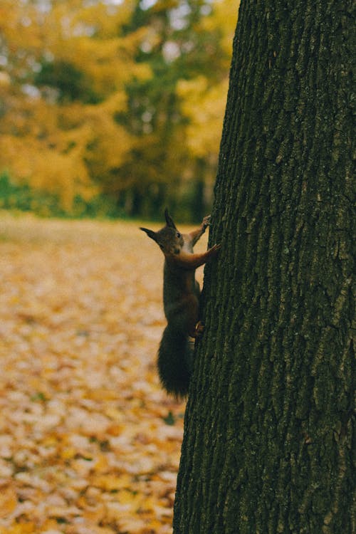 Ilmainen kuvapankkikuva tunnisteilla kiipeily, lähikuva, orava