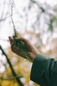 A serene moment capturing a hand holding lush green leaves in a peaceful forest setting.