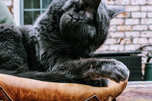 Крупным планом фото черной кошки