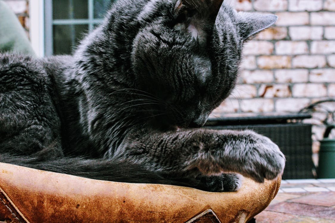 Closeup Photo of Black Cat