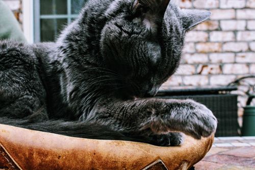 Free A serene photo of a gray cat sleeping on a chair outdoors, showcasing its soft fur and whiskers. Stock Photo