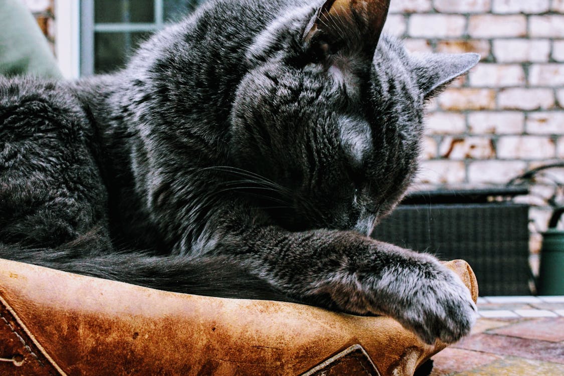 Foto d'estoc gratuïta de animal, bigotis, bufó