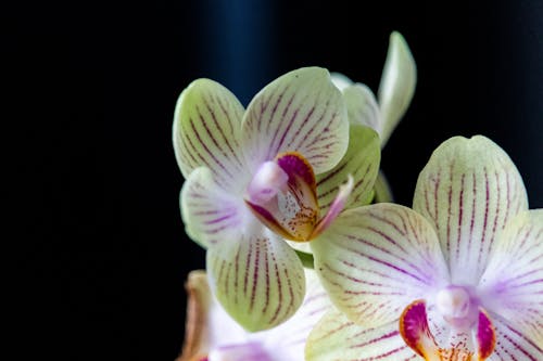 Moth Orchids on Dark Background