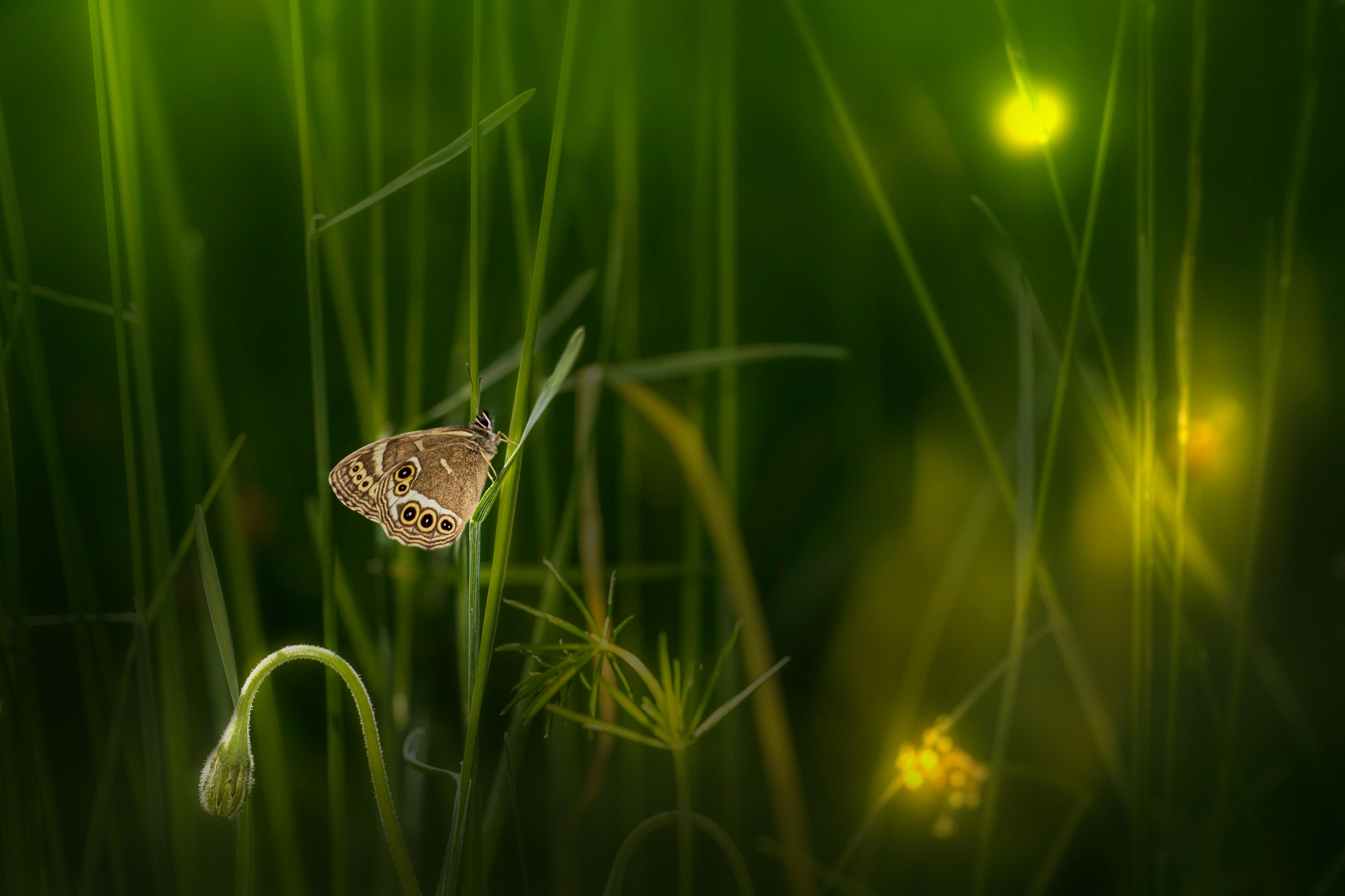 Adobe launches Firefly AI Assistant public beta with cross-app workflow automation — Photo by Erik Karits on Pexels