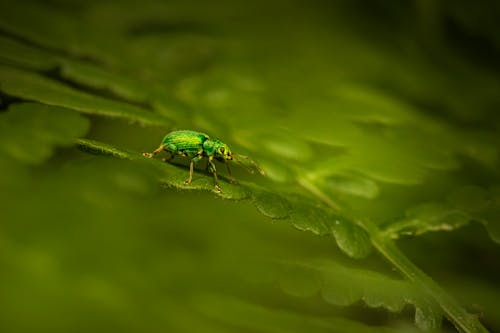 Foto stok gratis beetle, daun, fotografi makro