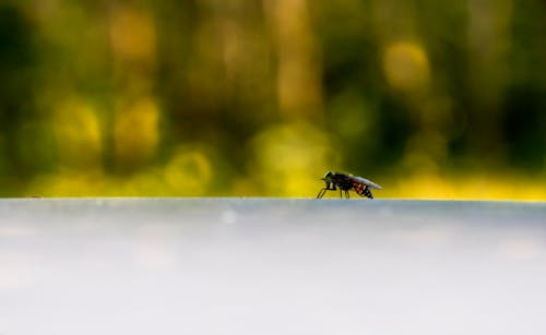 Gratis Fotos de stock gratuitas de enfoque selectivo, insecto, mosca Foto de stock