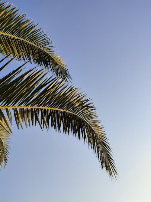 Green Palm Leaves Under Blue Sky