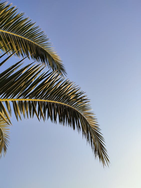 Green Palm Leaves Under Blue Sky