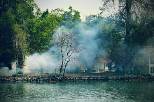 印度埃纳库拉姆的湖畔景色宁静宜人，绿树环绕，展现了自然的宁静风光