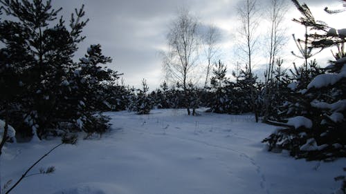 Free stock photo of forest, snow