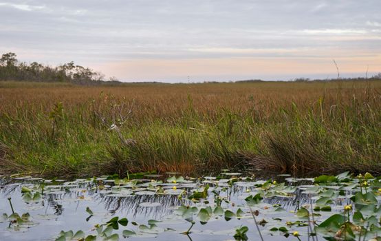 Everglades airboat safari — Miami