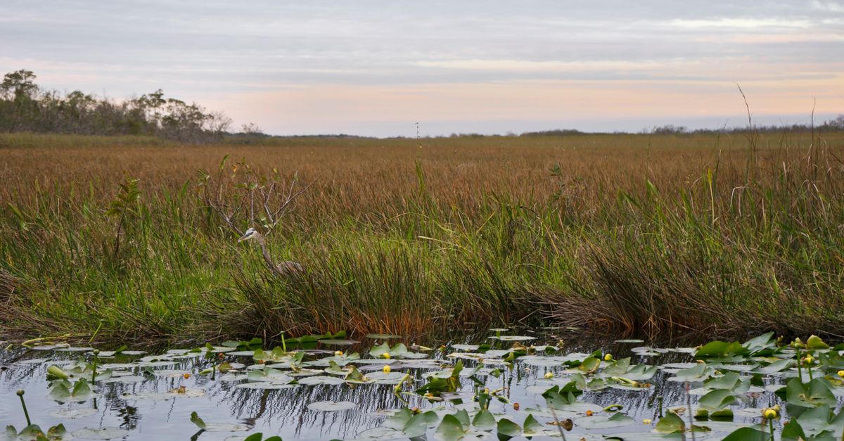 Marsh With Labes Lily Pads and Grass on a Marsh · Free Stock Photo