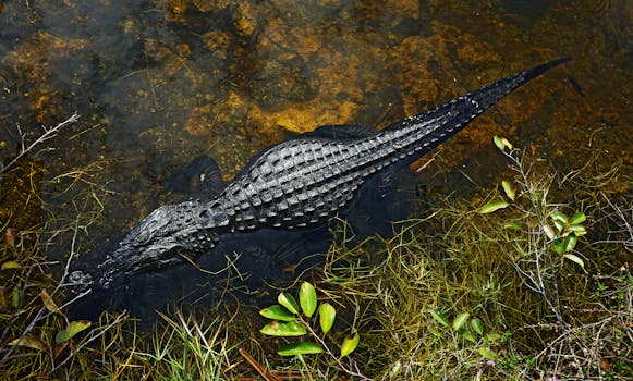 High angle view of an American alligator in a Florida wetland ecosystem.