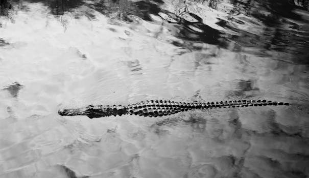 A lone alligator quietly swims in a tranquil black and white waterscape.