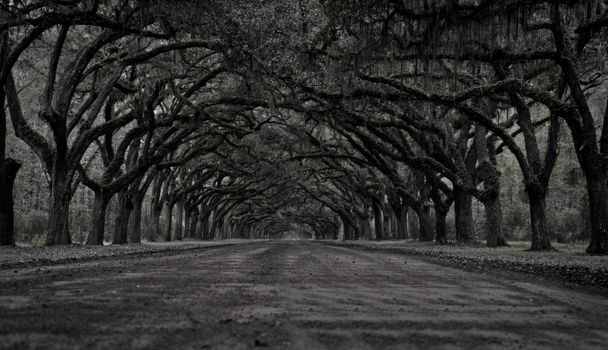 Majestic oak trees form a captivating tunnel over a dirt road in Savannah, Georgia.