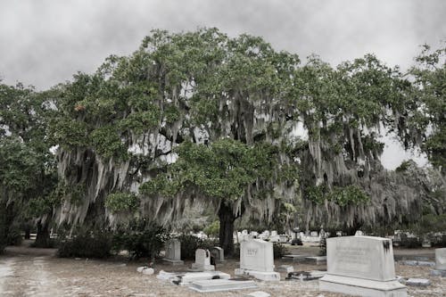 Free Tombstone Under a Green Tree Stock Photo