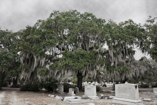 Bonaventure Cemetery near Savannah