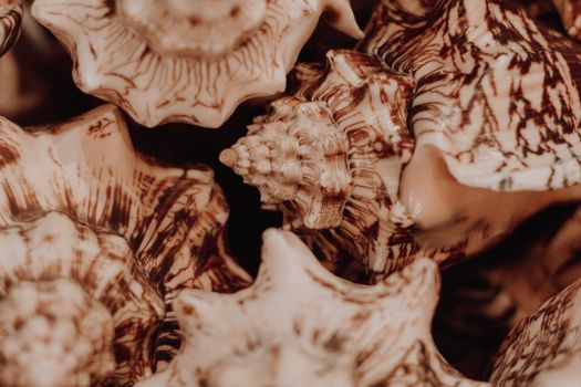 Close-up view of intricate sea shell patterns showcasing natural textures and details.