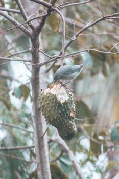 Close-Up Shot of a Bird Pecking a Fruit