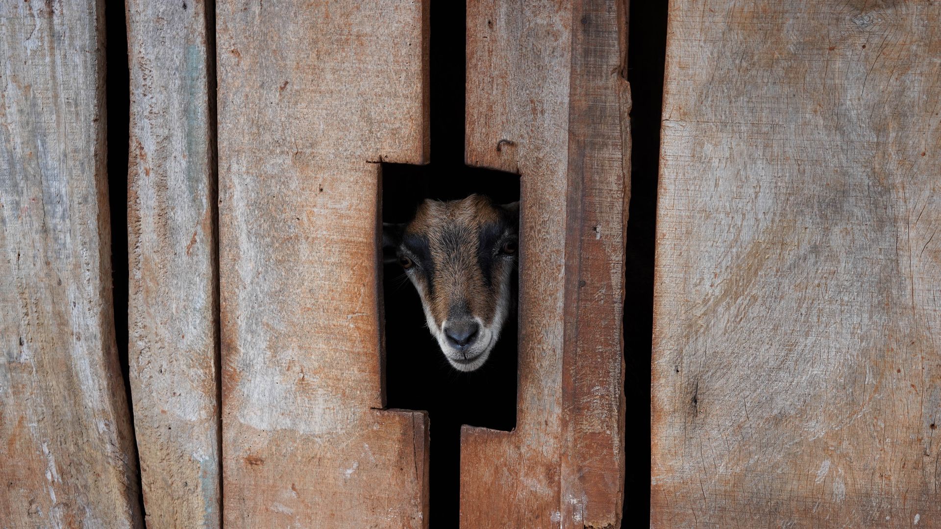 A goat curiously peeks through a gap in weathered wooden barn planks.