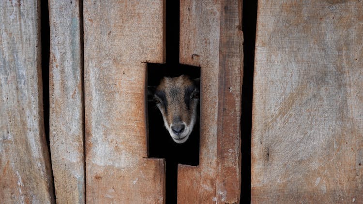 Head Of A Goat In A Hole In A Wooden Wall