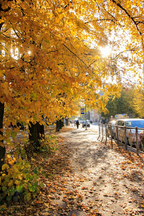 Yellow Autumn Trees Near the Sidewalk