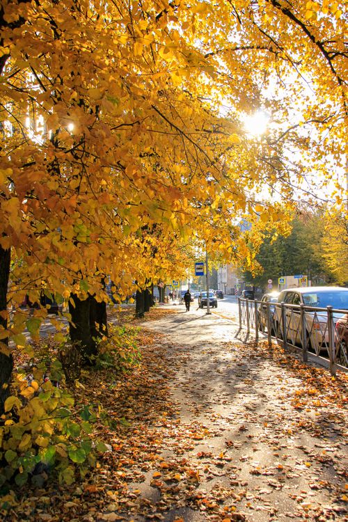Free Vibrant autumn scene with golden leaves along a city sidewalk, cars parked nearby. Stock Photo