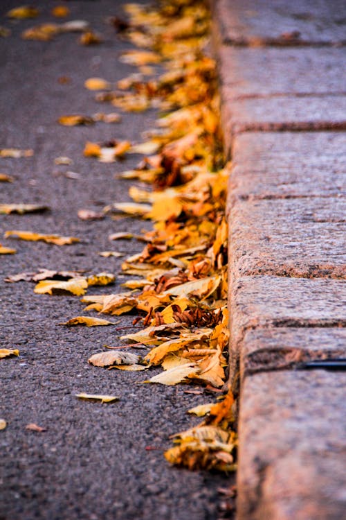 乾燥, 垂直拍攝, 棕色的葉子 的 免費圖庫相片